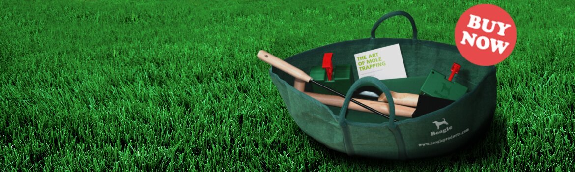 Beagle-homepage-slider-6