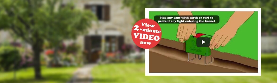 Beagle-homepage-slider-8